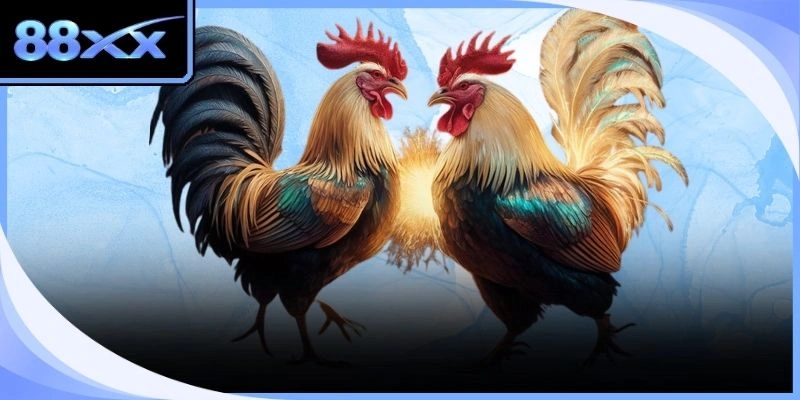 Thành viên đang tiến hành so sánh cân nặng của hai chiến kê trên bảng