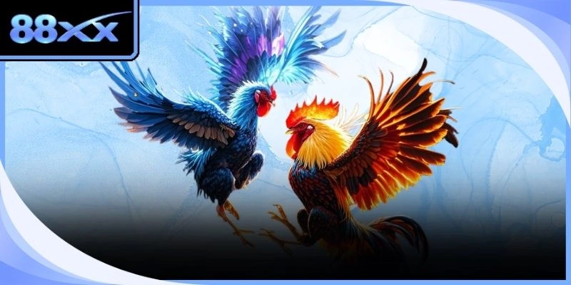 Người xem đang theo dõi quá trình kiểm tra cựa của hai chú gà đá