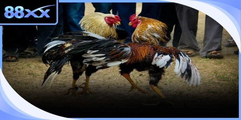Người chơi đang quan sát trận đấu trực tiếp trên thiết bị để đưa ra dự đoán