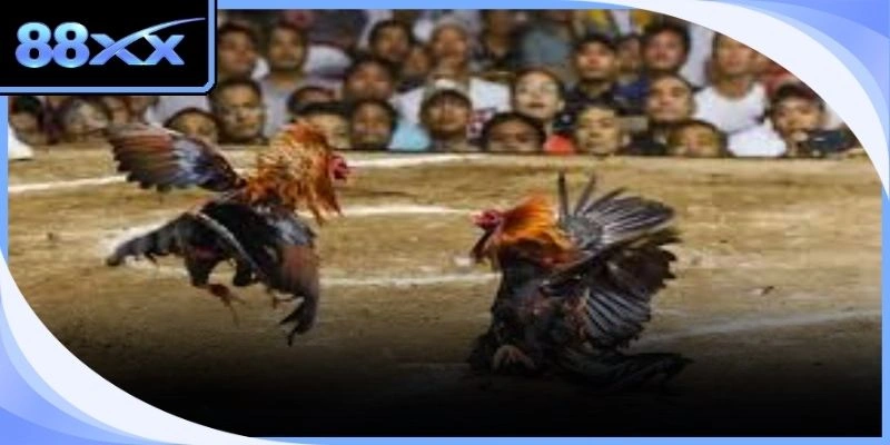Trọng tài kiểm tra vũ khí trước khi trận đấu đá gà cựa dao chính thức bắt đầu