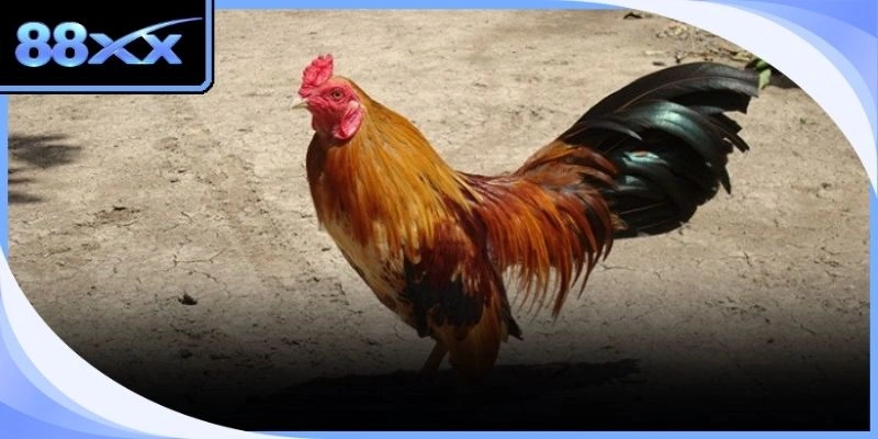 Đá gà cựa sắt
