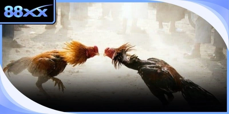 Huấn luyện viên đang chỉnh sửa kỹ năng chiến đấu cho chiến binh dũng mãnh