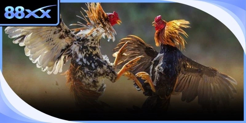 Chiến kê chuẩn bị lao vào cuộc giao tranh nảy lửa với đối thủ đầy duyên nợ