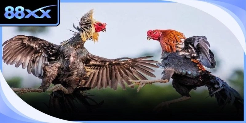 Vũ khí chuyên dụng giúp trận đấu tăng thêm phần kịch tính và đầy sức lôi cuốn.