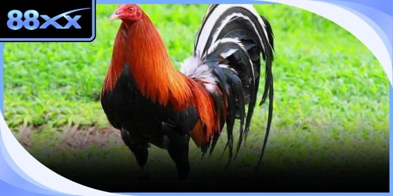 Các phương pháp soi kèo chiến kê khoa học giúp tối ưu hóa nguồn vốn