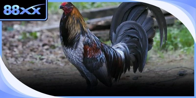 Công nghệ truyền hình hiện đại kiến tạo nên không gian giải trí chân thực