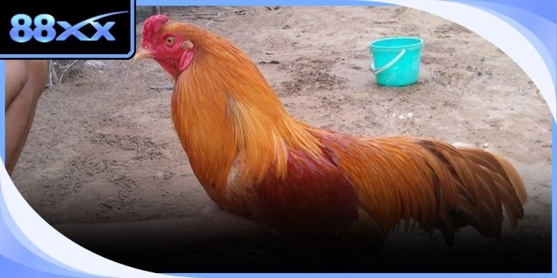 Những lợi ích đặc biệt dành riêng cho thành viên tham gia đá gà Thomo